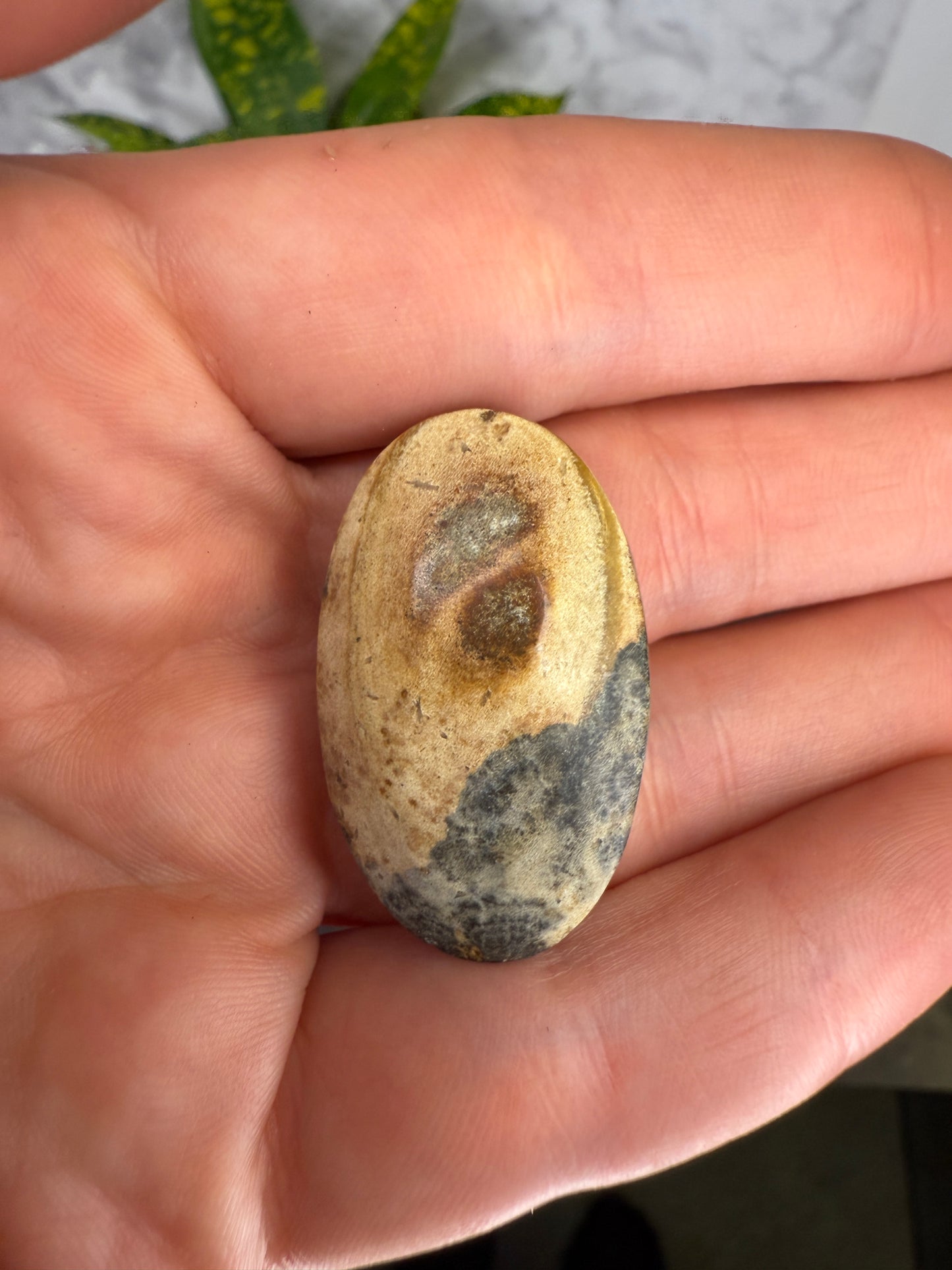 Dendrite covered petrified wood cabochon