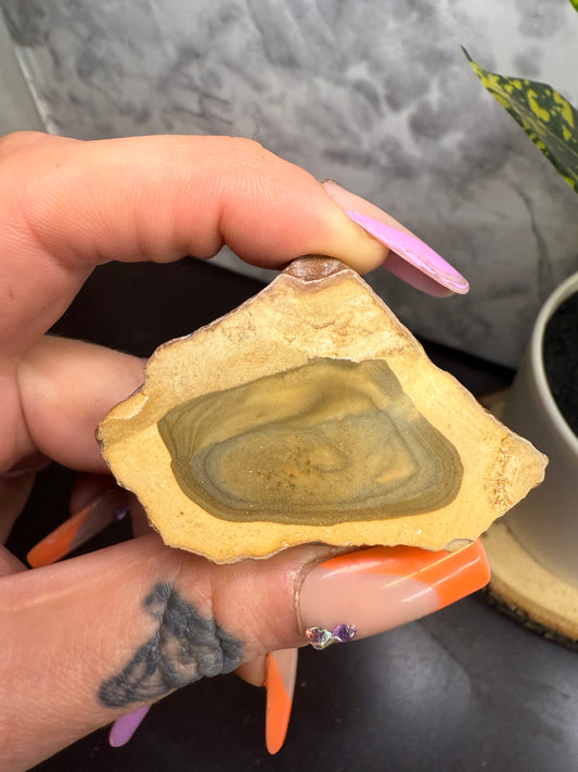 Dendritic petrified wood with blue & green picture jasper center (face polished)