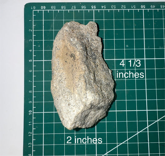 Druzy blue banded crystal coral fossil