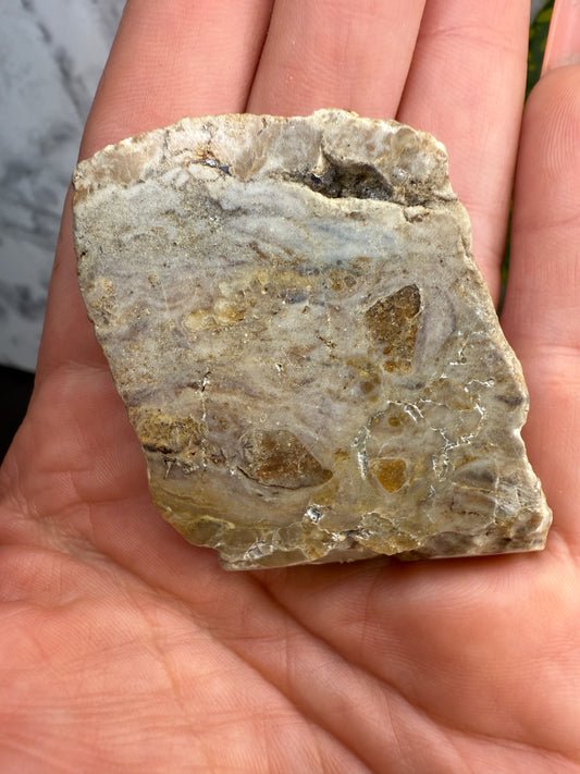 Polychrome Jasper with turritella agate polished slabs