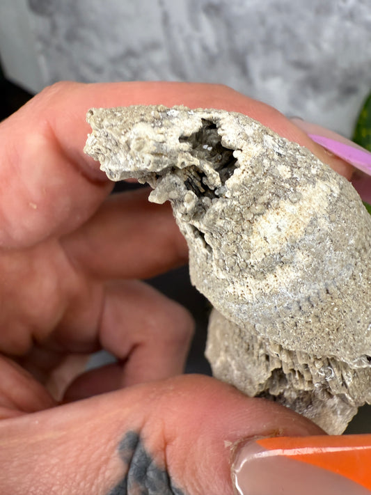 Crystal filled horn coral fossil