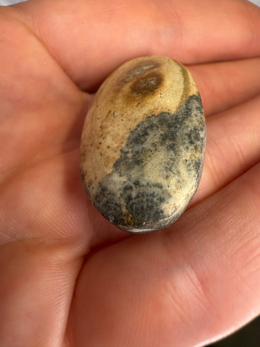 Dendrite covered petrified wood cabochon