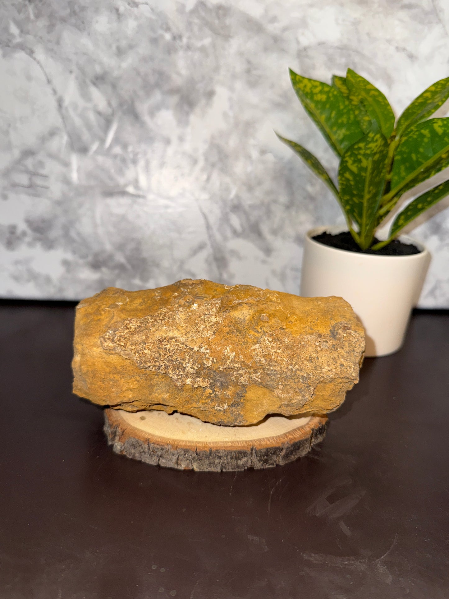 Large petrified wood, natural self standing display