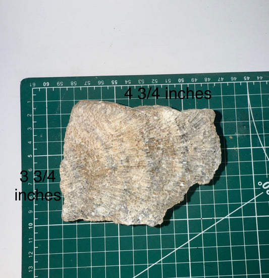 Druzy blue banded crystal coral fossil (Charlevoix stone)