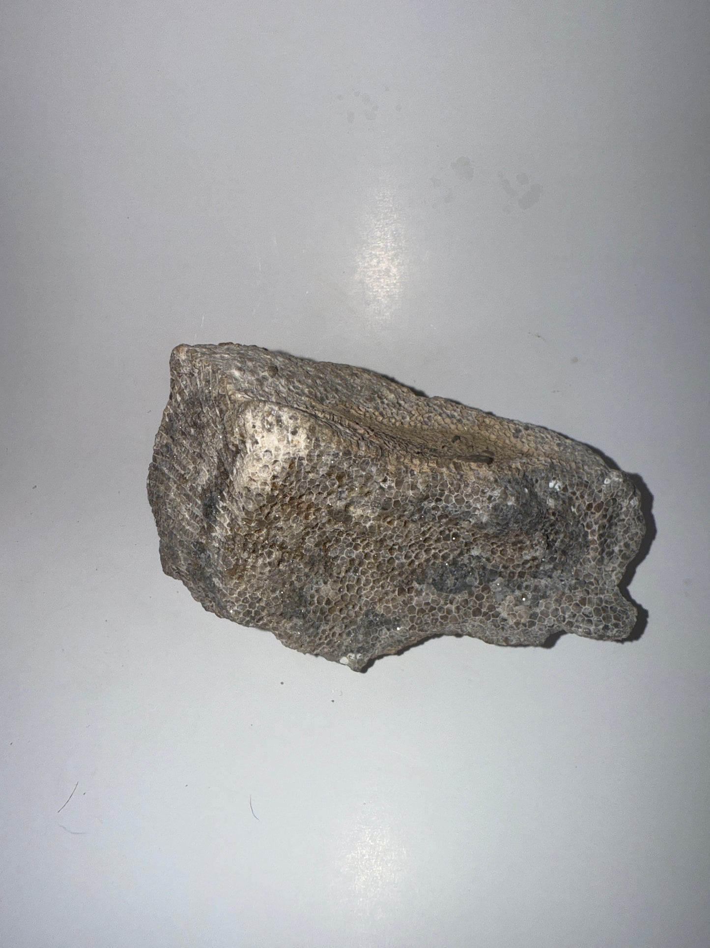 Druzy blue banded calcedony crystal coral fossil