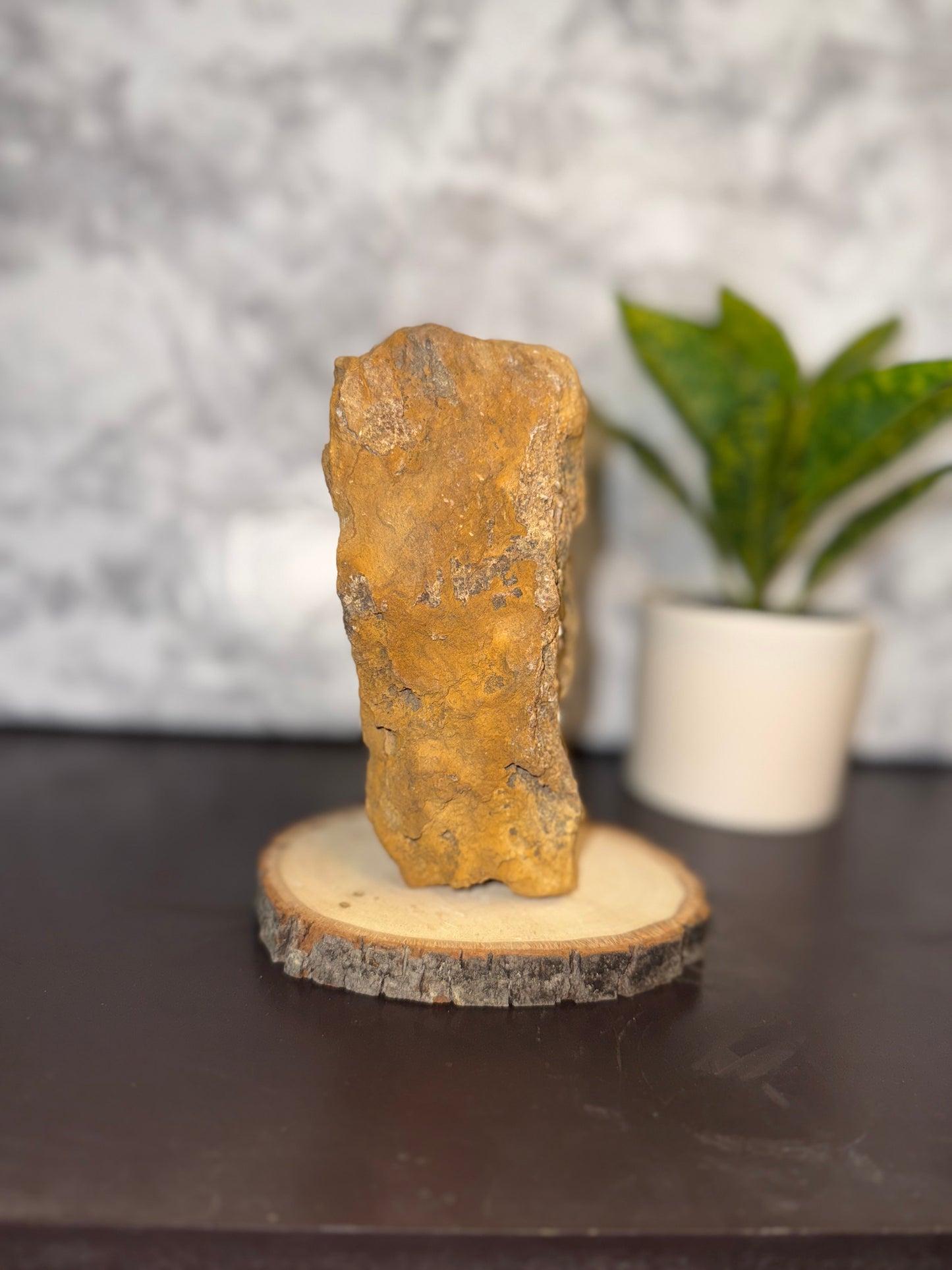 Large petrified wood, natural self standing display