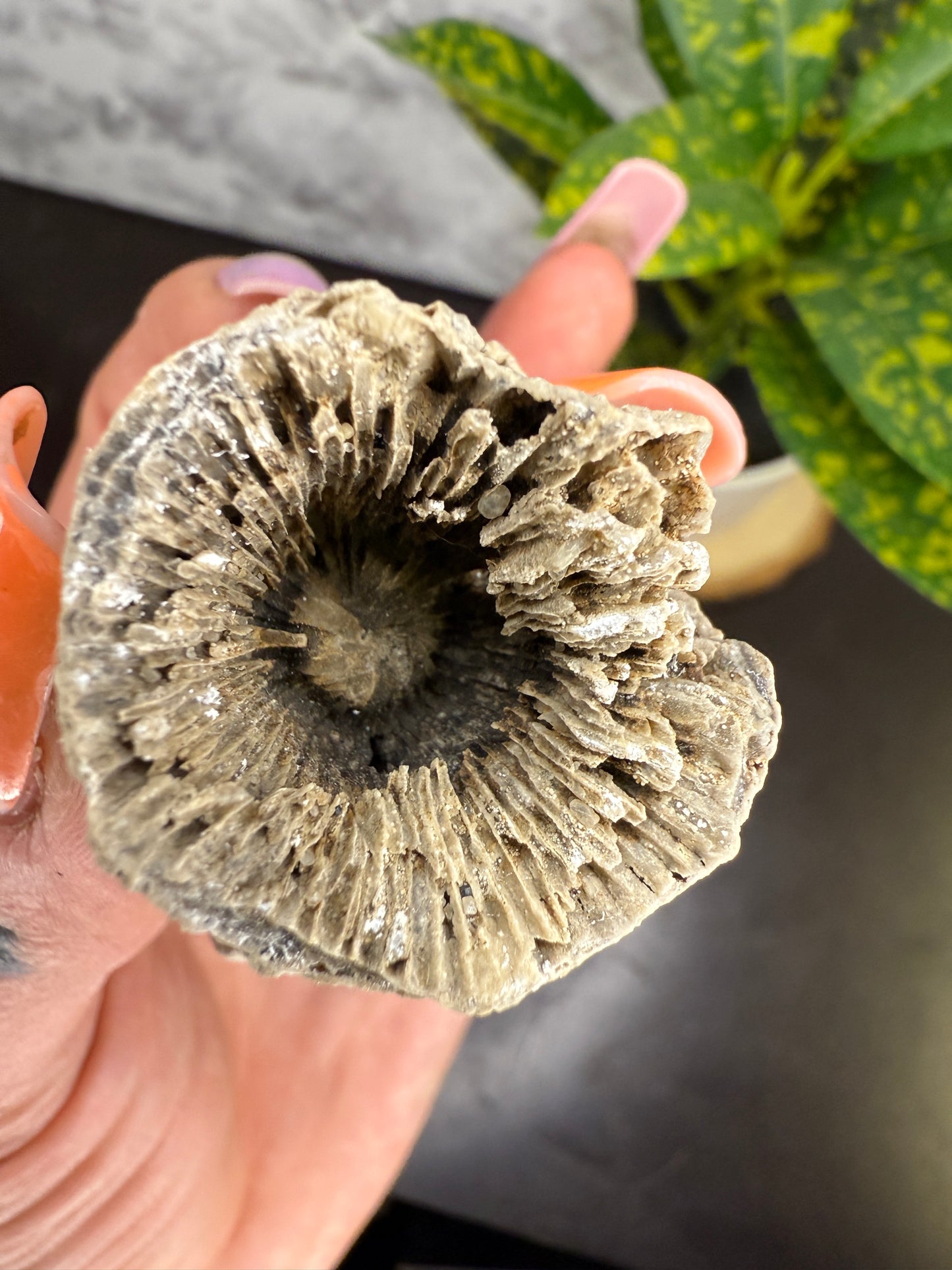 Crystal filled horn coral fossil