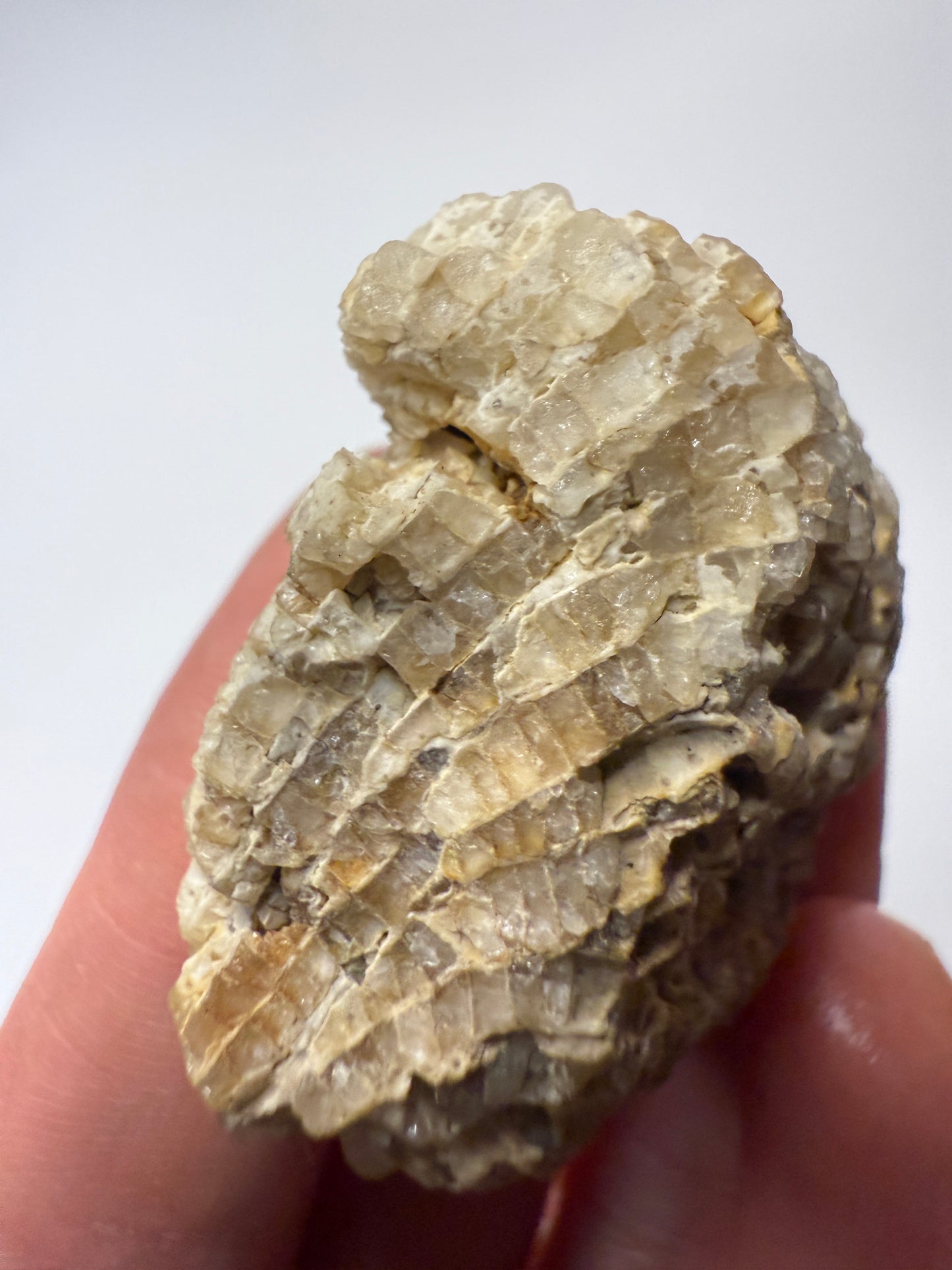 Crystal coral favosites fossil