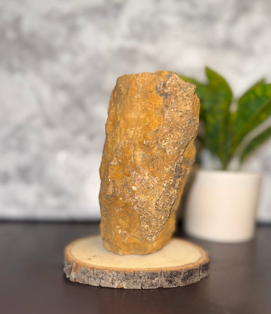 Large petrified wood, natural self standing display