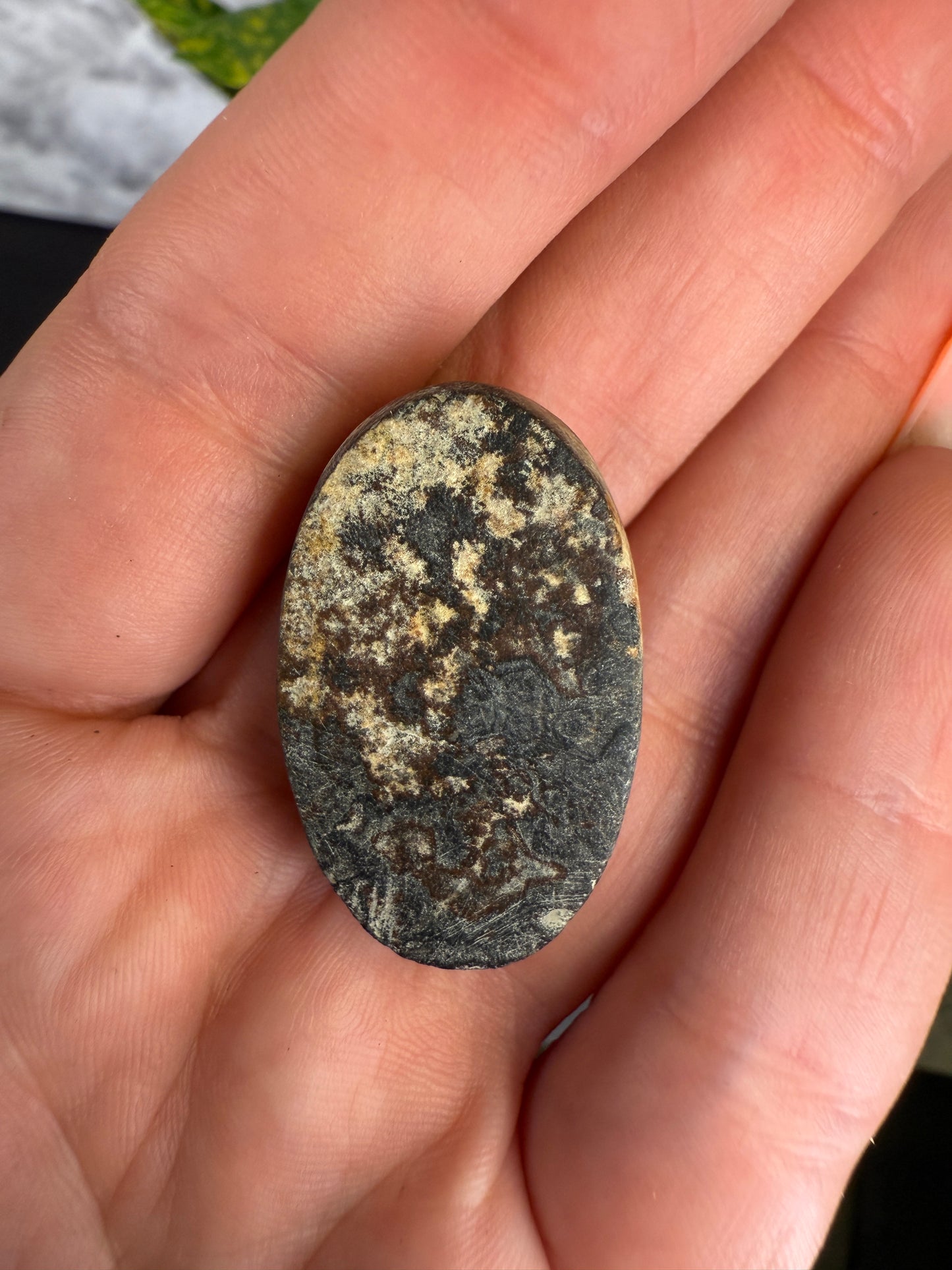 Dendrite covered petrified wood cabochon