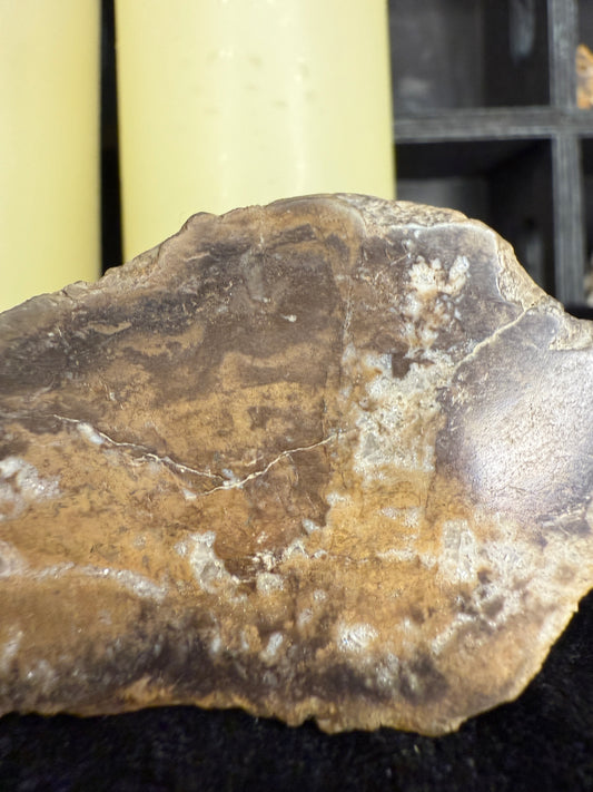 Face polished crystallized petrified wood/limb cast