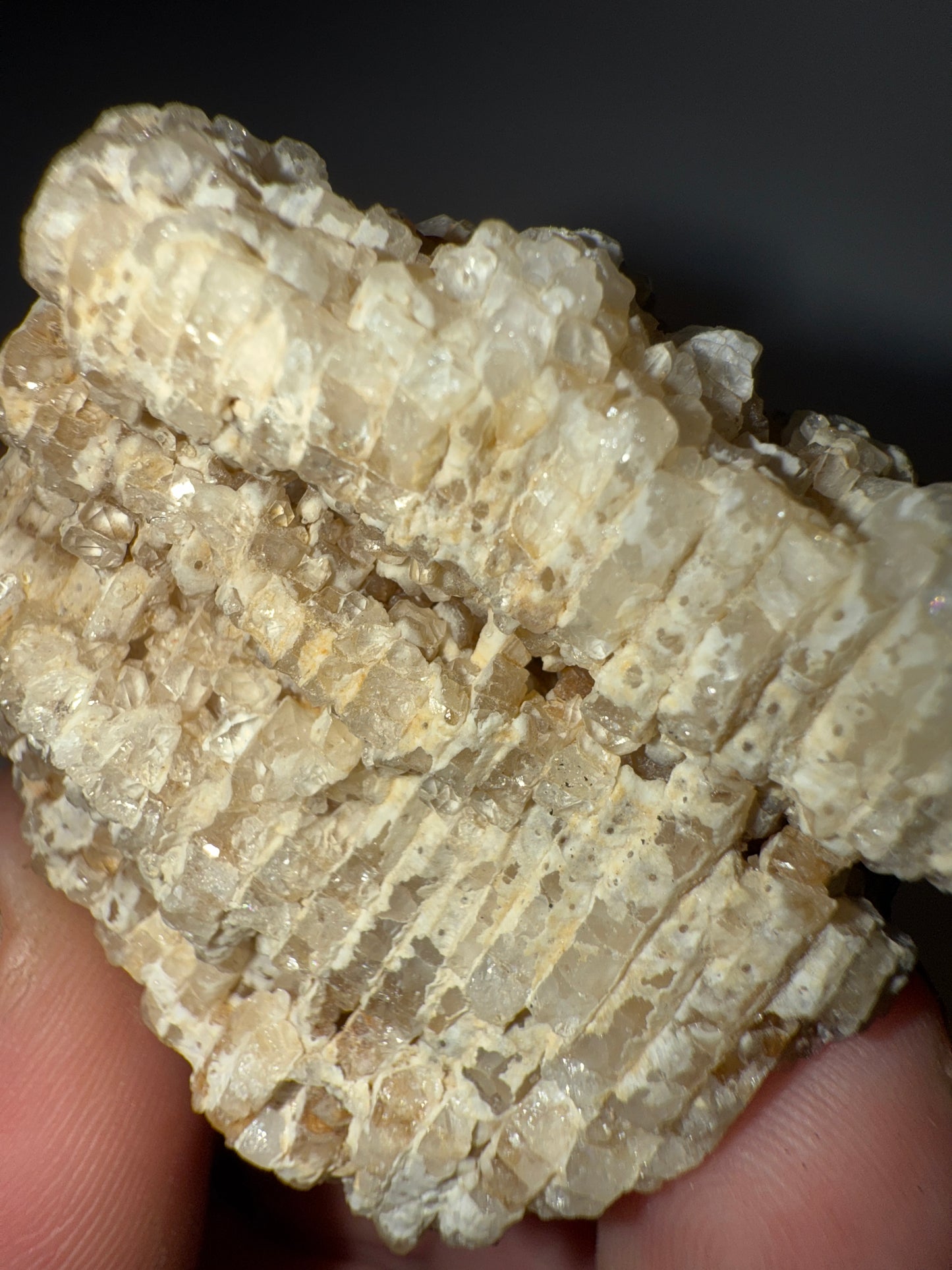 Crystal coral favosites fossil