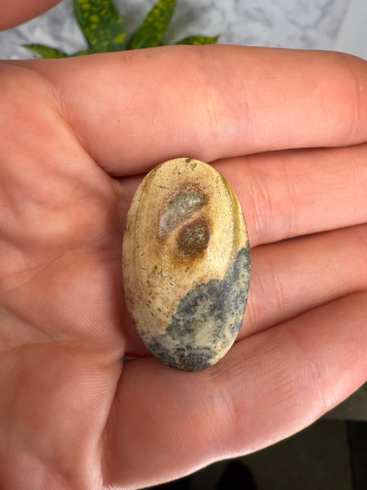 Dendrite covered petrified wood cabochon