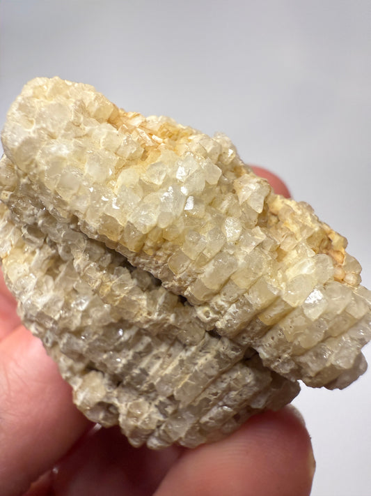 Crystal coral favosites fossil
