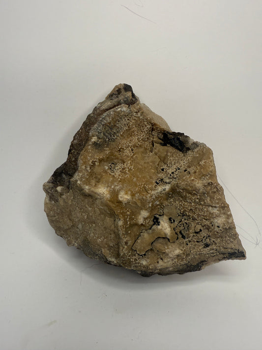 Extremely unique! Petrified wood growing through silicated crystal favosites coral fossil