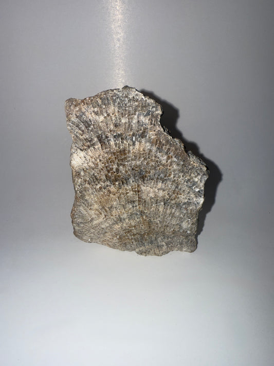 Druzy blue banded calcedony crystal coral fossil