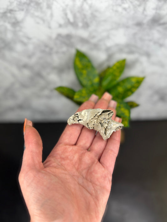 Crystal filled horn coral fossil