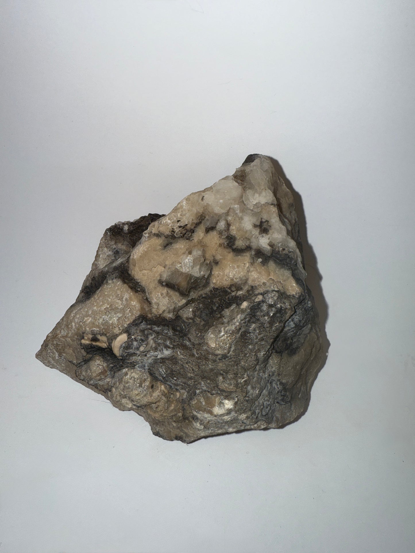 Extremely unique! Petrified wood growing through silicated crystal favosites coral fossil