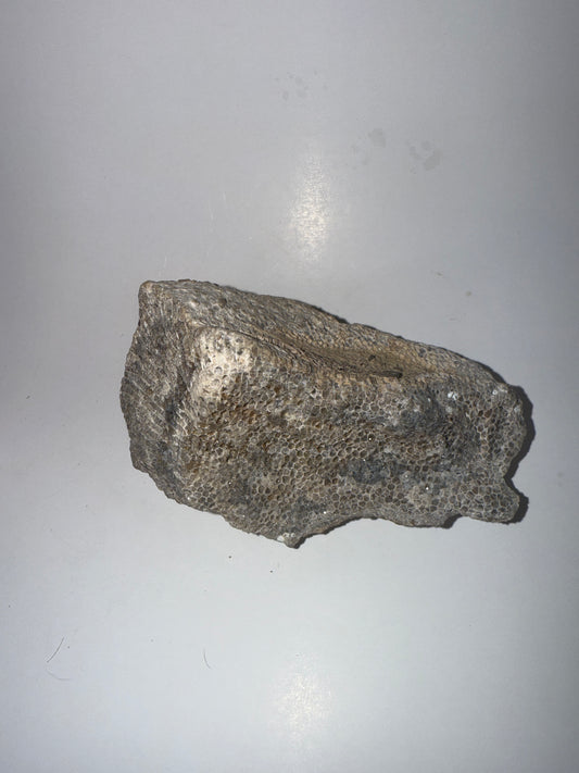 Druzy blue banded calcedony crystal coral fossil
