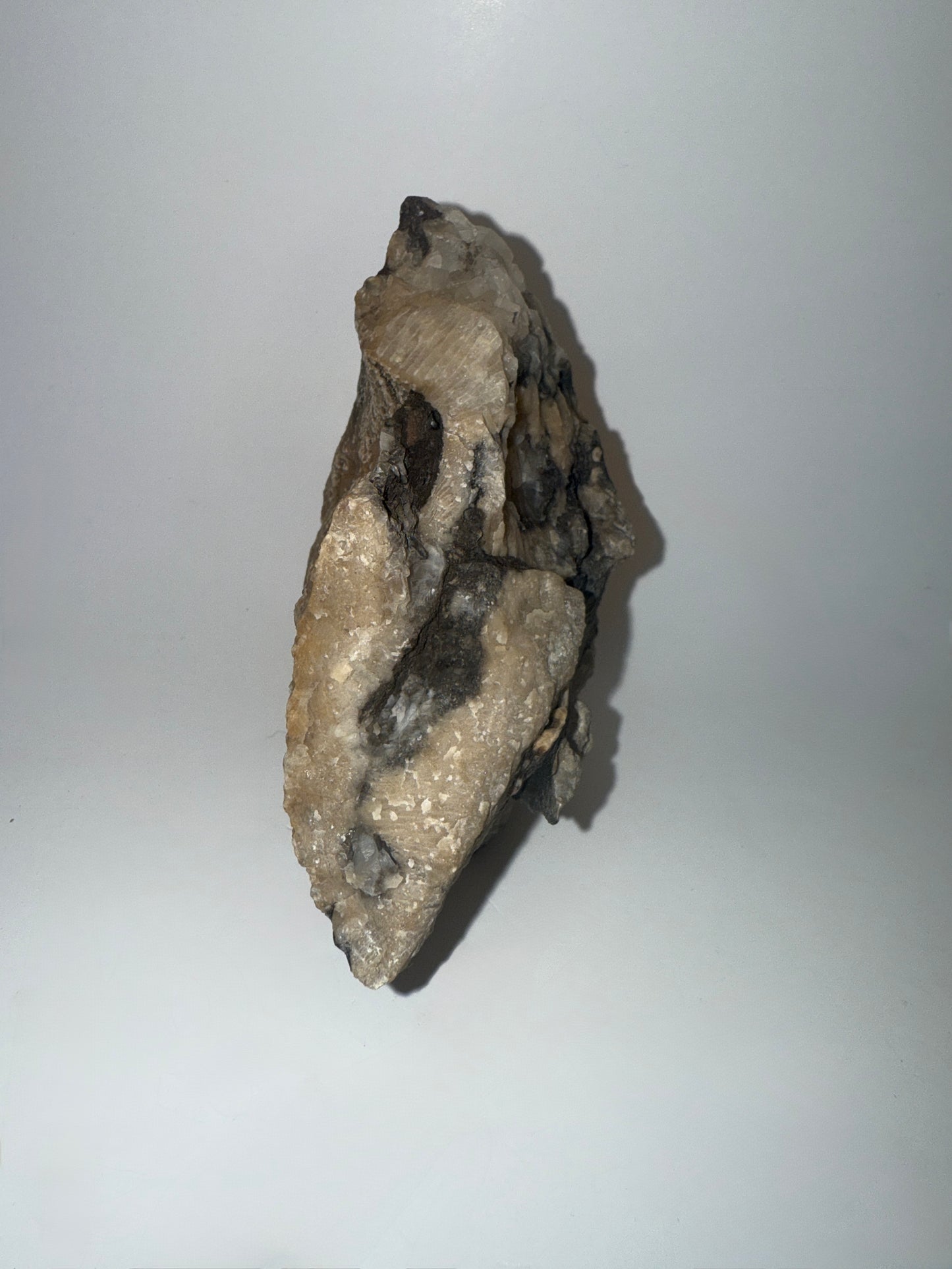 Extremely unique! Petrified wood growing through silicated crystal favosites coral fossil