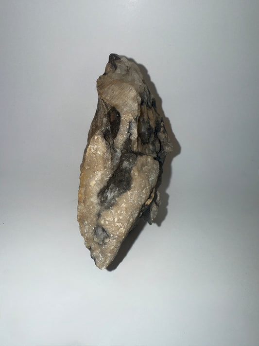Extremely unique! Petrified wood growing through silicated crystal favosites coral fossil