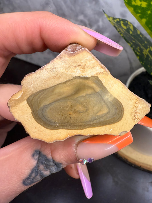Dendritic petrified wood with blue & green picture jasper center (face polished)
