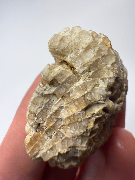 Crystal coral favosites fossil